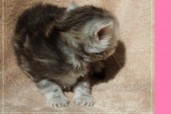 Zoma-Yalia-Liebeshof-black-silver-golden-classic-tabby-3-Wochen-alt-www.sibirische-katzen-hamburg.de-II