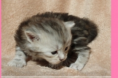 Zoma-Yalia-Liebeshof-black-silver-golden-classic-tabby-3-Wochen-alt-www.sibirische-katzen-hamburg.de-III