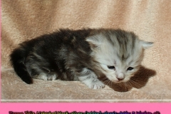 Zoma-Yalia-Liebeshof-black-silver-golden-classic-tabby-3-Wochen-alt-www.sibirische-katzen-hamburg.de-IV