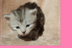 Zoma-Yalia-Liebeshof-black-silver-golden-classic-tabby-3-Wochen-alt-www.sibirische-katzen-hamburg.de_