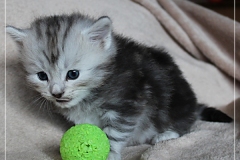 Zoma-Yalia-Liebeshof-black-silver-golden-classic-tabby-4-Wochen-alt-www.sibirische-katzen-hamburg.de-I