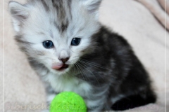 Zoma-Yalia-Liebeshof-black-silver-golden-classic-tabby-4-Wochen-alt-www.sibirische-katzen-hamburg.de-II