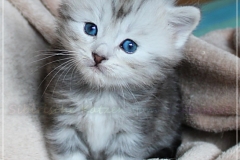 Zoma-Yalia-Liebeshof-black-silver-golden-classic-tabby-4-Wochen-alt-www.sibirische-katzen-hamburg.de-IV-Best-offer