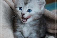 Zoma-Yalia-Liebeshof-black-silver-golden-classic-tabby-4-Wochen-alt-www.sibirische-katzen-hamburg.de-VI-best-Tongh