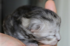 Zoma-Yalia-Liebeshof-black-silver-golden-classic-tabby-8-Tage-alt-www.sibirische-katzen-hamburg.de-I