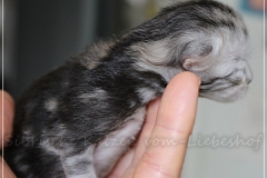 Zoma-Yalia-Liebeshof-black-silver-golden-classic-tabby-8-Tage-alt-www.sibirische-katzen-hamburg.de-II