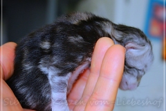 Zoma-Yalia-Liebeshof-black-silver-golden-classic-tabby-8-Tage-alt-www.sibirische-katzen-hamburg.de-III