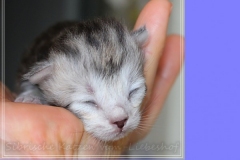 Zoma-Yalia-Liebeshof-black-silver-golden-classic-tabby-8-Tage-alt-www.sibirische-katzen-hamburg.de-IV