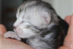 Zoma-Yalia-Liebeshof-black-silver-golden-classic-tabby-8-Tage-alt-www.sibirische-katzen-hamburg.de_