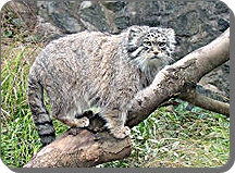 Sibirischen-Katze-ein-möglicher-Vorfahre-der-Manul-eine-Waldkatzenart.jpg