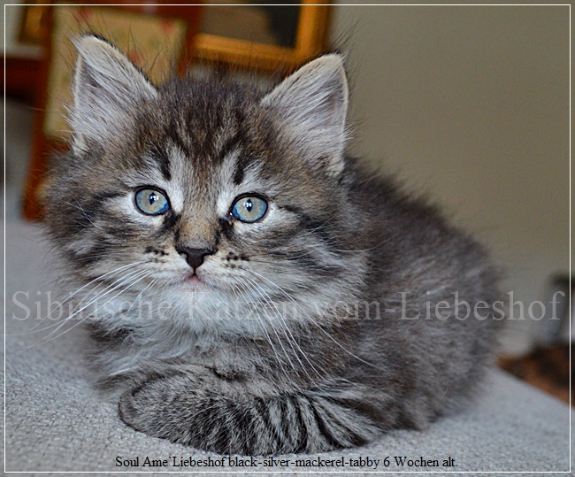 http://www.sibirische-katzen-hamburg.de/wp-content/uploads/2018/12/Soul-Ame-Liebeshof-black-silver-mackerel-tabby-6-Weeks-old-Siberian-Boy-www.sibirische-katzen-hamburg.de-II.jpg