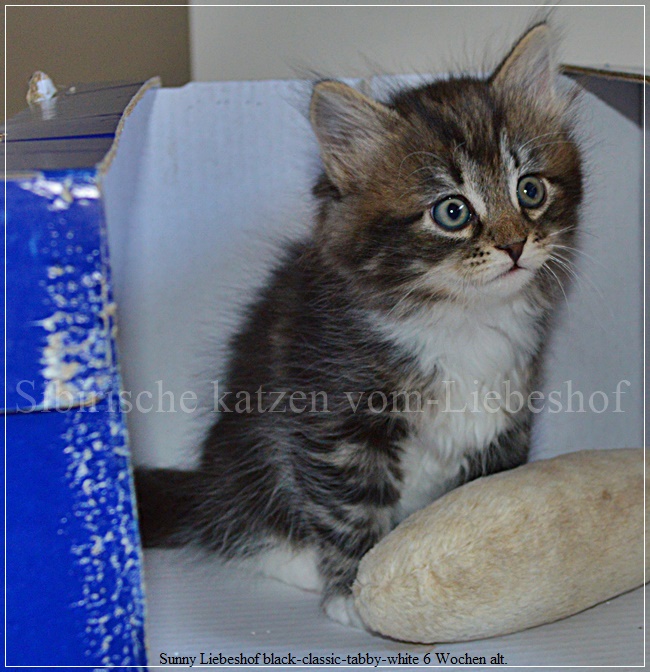 http://www.sibirische-katzen-hamburg.de/wp-content/uploads/2018/12/Sunny-Liebeshof-black-classic-tabby-white-6-Wochen-alt.jpg