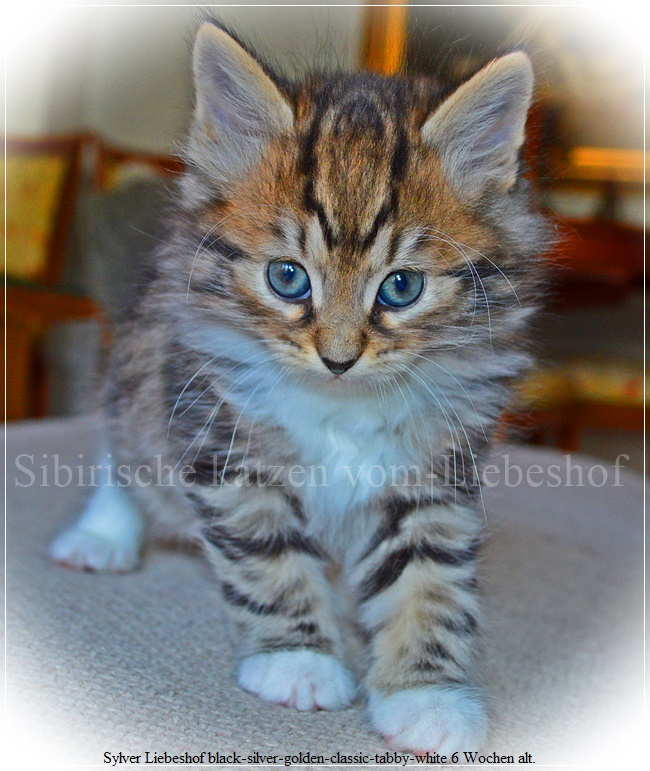 Sylver Liebeshof balck-silver-golden-classic-tabby-white 6 Wochen atl. 