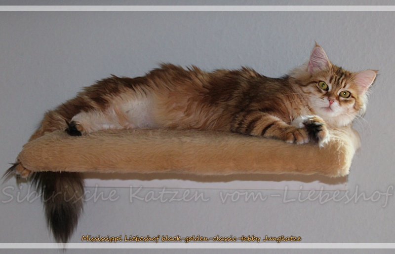 Mississippi Liebeshof black-golden-classic-tabby www.sibirische-katzen-hamburg.de