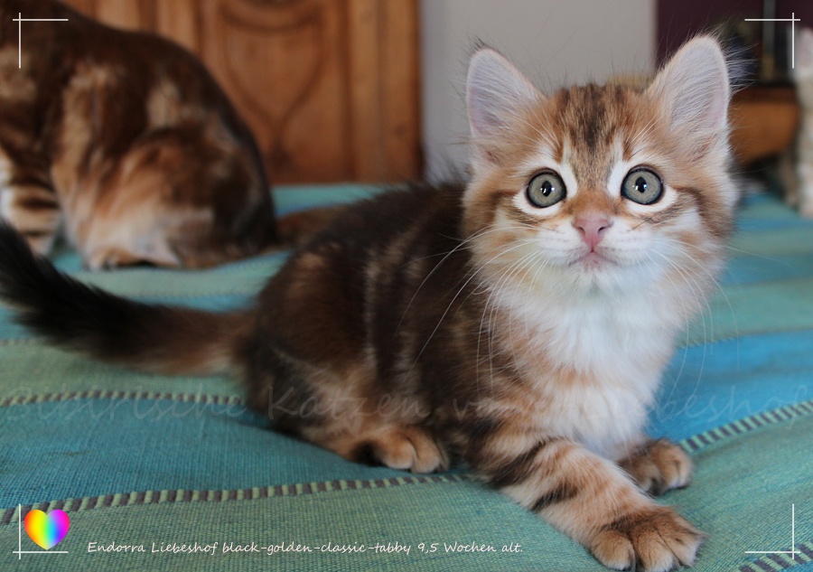 Endorra Liebeshof black-golden-classic-tabby siberian Kitten 10 Days old. 