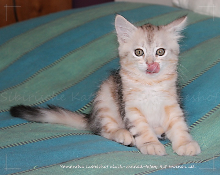 Samantha Liebeshof Be witched black-silver-golden-classic-tabby shining Siberian Liebeshof www.sibirische-katzen-hamburg.de 