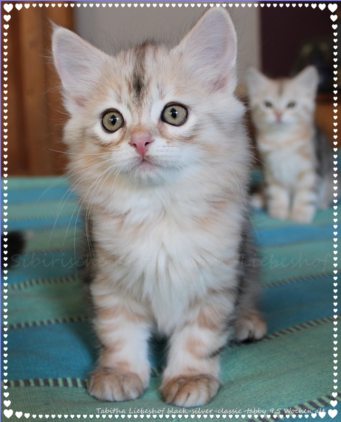 Tabitha Liebeshof Be witched black-shining-classic-tabby siberian female Cat www.sibirische-katzen-hamburg.de 