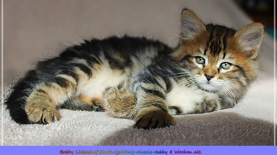 Raspberry Liebeshog siberian male kitten shinning classic 