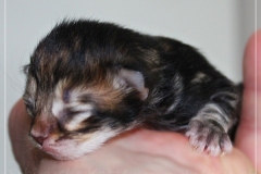 Almond-Liebeshof-black-classic-golden-tabby-3-Tage-alt-Boy-www.sibirische-katzen-hamburg.de-I-1