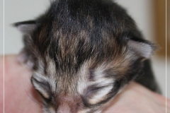 Almond-Liebeshof-black-classic-golden-tabby-3-Tage-alt-Boy-www.sibirische-katzen-hamburg.de-I-2