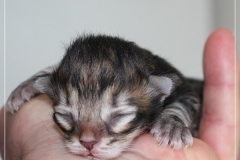 Almond-Liebeshof-black-classic-golden-tabby-3-Tage-alt-Boy-www.sibirische-katzen-hamburg.de-I-3