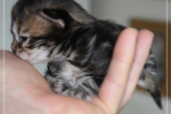 Almond-Liebeshof-black-classic-golden-tabby-3-Tage-alt-Boy-www.sibirische-katzen-hamburg.de-I-4