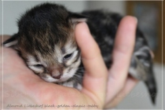Almond-Liebeshof-black-classic-golden-tabby-3-Tage-alt-Boy-www.sibirische-katzen-hamburg.de-I-5