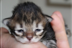 Almond-Liebeshof-black-classic-golden-tabby-3-Tage-alt-Boy-www.sibirische-katzen-hamburg.de-I-6