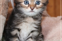 Almond-Liebeshof-black-classic-golden-tabby-4-Wochen-alt-Boy-www.sibirische-katzen-hamburg.de-I