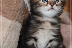 Almond-Liebeshof-black-classic-golden-tabby-4-Wochen-alt-Boy-www.sibirische-katzen-hamburg.de-II