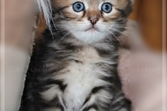 Almond-Liebeshof-black-classic-golden-tabby-4-Wochen-alt-Boy-www.sibirische-katzen-hamburg.de_