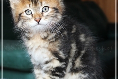 Almond-Liebeshof-black-classic-golden-tabby-8-Wochen-alt-Boy-www.sibirische-katzen-hamburg.de_