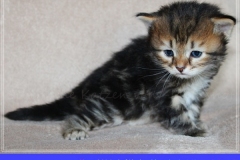 Almond-Liebeshof-black-golden-classic-tabby-3-Wochen-alt.-www.sibirische-katzen-hamburg.de-I