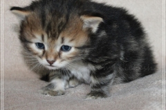 Almond-Liebeshof-black-golden-classic-tabby-3-Wochen-alt.-www.sibirische-katzen-hamburg.de-III