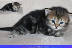 Almond-Liebeshof-black-golden-classic-tabby-3-Wochen-alt.-www.sibirische-katzen-hamburg.de_