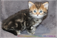 Almond-Liebeshof-black-golden-classic-tabby-5-Wochen-alt.-www.sibirische-katzen-hamburg.de-I