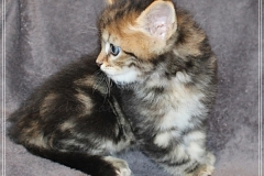 Almond-Liebeshof-black-golden-classic-tabby-5-Wochen-alt.-www.sibirische-katzen-hamburg.de-II