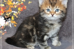 Almond-Liebeshof-black-golden-classic-tabby-5-Wochen-alt.-www.sibirische-katzen-hamburg.de-III
