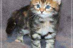 Almond-Liebeshof-black-golden-classic-tabby-5-Wochen-alt.-www.sibirische-katzen-hamburg.de_