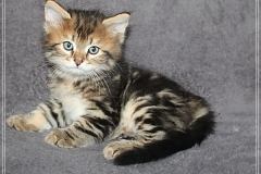 Almond-Liebeshof-black-golden-classic-tabby-65-Wochen-alt.-www.sibirische-katzen-hamburg.de-I