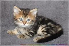 Almond-Liebeshof-black-golden-classic-tabby-65-Wochen-alt.-www.sibirische-katzen-hamburg.de-II