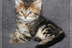 Almond-Liebeshof-black-golden-classic-tabby-65-Wochen-alt.-www.sibirische-katzen-hamburg.de-IV