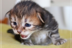 Almond-Liebeshof-black-silver-golden-classic-tabby-14-Tage-alt.-www.sibirische-katzen-hamburg.de-I