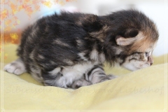 Almond-Liebeshof-black-silver-golden-classic-tabby-14-Tage-alt.-www.sibirische-katzen-hamburg.de-II