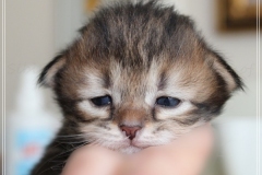 Almond-Liebeshof-black-silver-golden-classic-tabby-14-Tage-alt.-www.sibirische-katzen-hamburg.de_