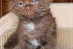 Andy-Warhol-Liebeshof-chocolat-white-6-Wochen-alt.-www.sibirische-katzen-hamburg