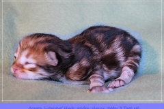 Aragon-Liebeshof-black-golden-classic-tabby-3-Tage-alt.-Sibirische-Katzen-Liebeshof