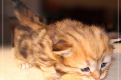Aragon-Liebeshof-black-golden-classic-tabby-3-Wochen-alt.-Sibirische-Katzen-Liebeshof