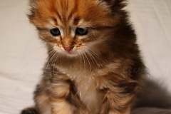Aragon-Liebeshof-black-golden-classic-tabby-5Wochen-alt.-Sibirische-Katzen-Liebeshof-IV