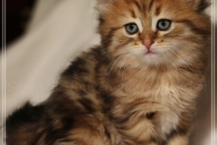 Aragon-Liebeshof-black-golden-classic-tabby-6-Wochen-alt.-Sibirische-Katzen-Liebeshof-IV